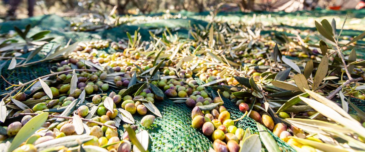 Corinth Sights and Olive Oil Tasting Tour from Athens